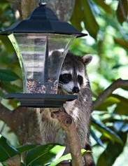 Racoon on Bird Feeder